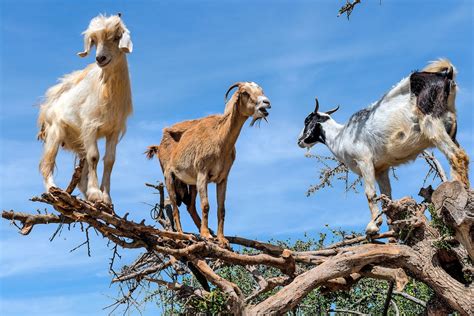 Watch These Bizarre Tree-Climbing Goats in Action