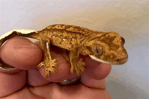 Crested Gecko Morphs List: Colors & Species (Pictures)