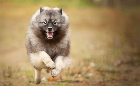 The Blissful Dog Keeshond Skin Care Combo for Dry Noses, Rough Paws