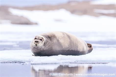 Bearded Seal 5 Photo, Picture, Print | Cornforth Images