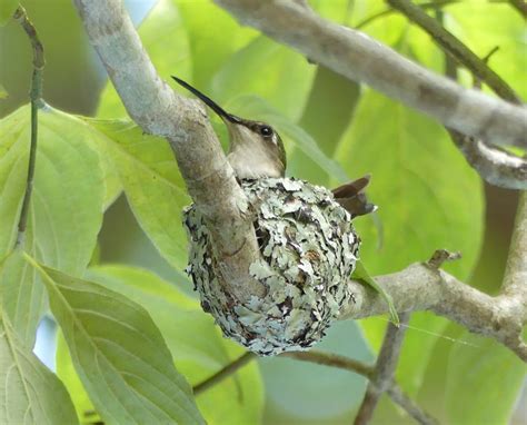 Ruby-throated Hummingbird Nest photo - lejun photos at pbase.com