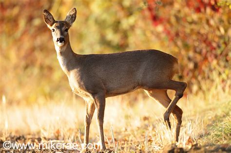 Roe Deer in the British Landscape | Mike Rae