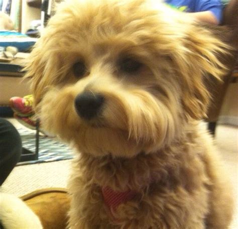 8month old maltipoo | Maltipoo, Pets, Olds