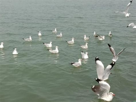 Almost 50,000 birds counted at Chilika lake on May 25