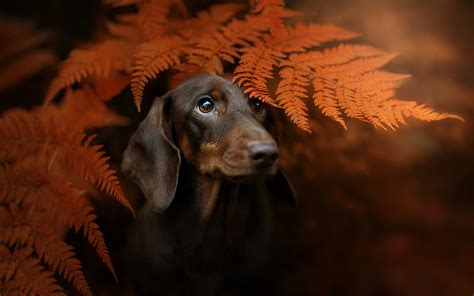 Dachshund, cute brown dog, pets, autumn, yellow leaves, dogs, HD ...