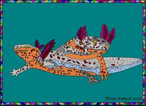 Alpine newt larvae (Ichthyosaurus [Mesotriton] alpestris) | Caudata.org ...