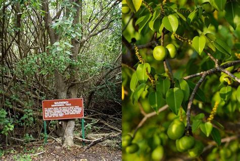 Manchineel Tree - The Most Poisonous Plant on Earth