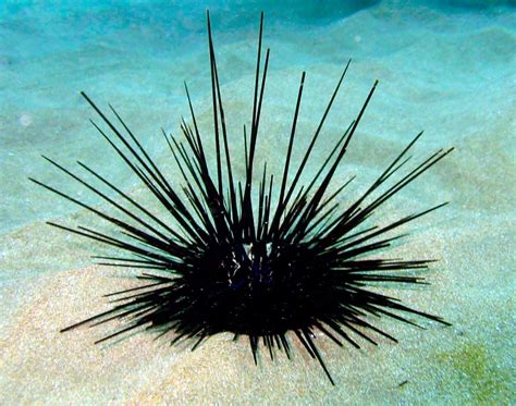 Black Sea Urchin Spines