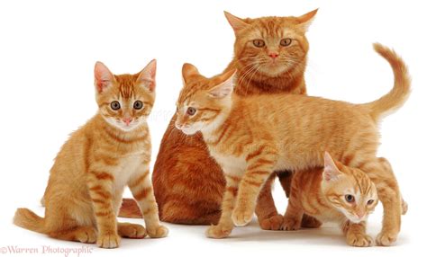 Ginger cat and kittens photo WP01517