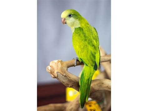 Quaker Parrot-BIRD-Male-GREEN-2104481-Petland Lewis Center