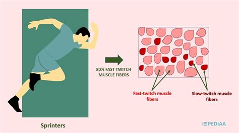 Difference Between Fast Twitch and Slow Twitch Muscle Fibers - Pediaa.Com