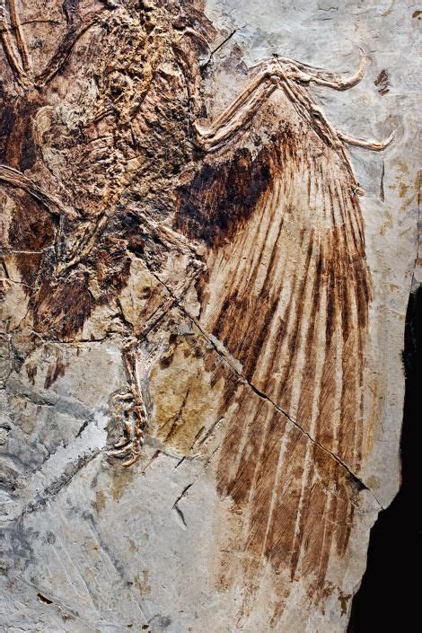 Picture of Confuciusornis | Dinosaur fossils, Prehistoric animals, Prehistoric creatures