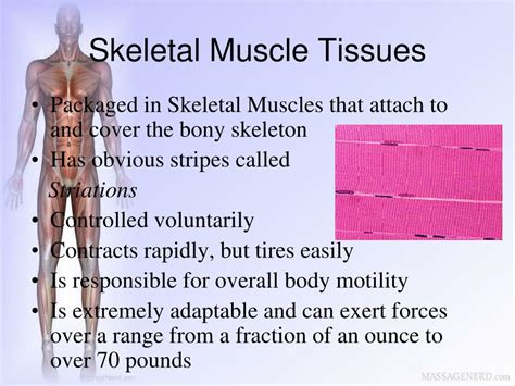 PPT - Muscles and Muscle Tissues PowerPoint Presentation, free download - ID:2739879