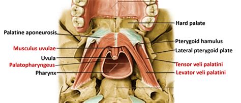 Palate , Parts, Muscles, Blood and Nerve supply , Anatomy QA