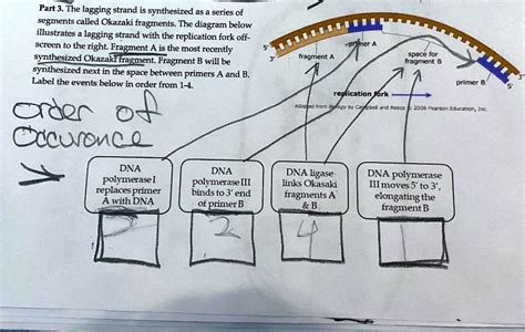 SOLVED: Part 3. The lagging strand is synthesized as a series of ...