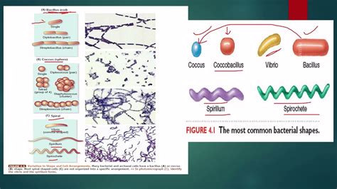 Coccobacilli Shape