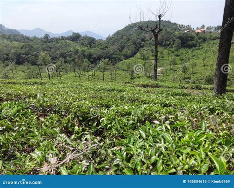 Very Long View of Tea Garden Ooty,india Stock Image - Image of close ...