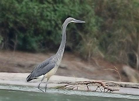 White bellied Heron | Heron, Critically endangered species, Endangered birds