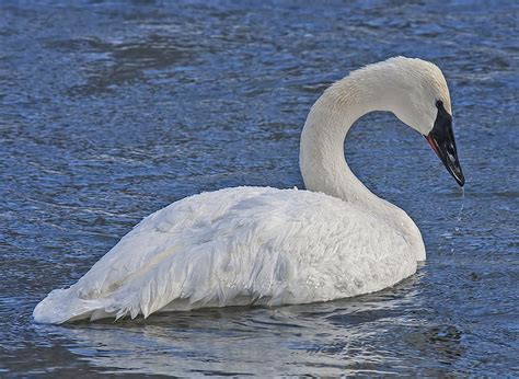 3 Types Of Swans In North America & How To Tell Them Apart