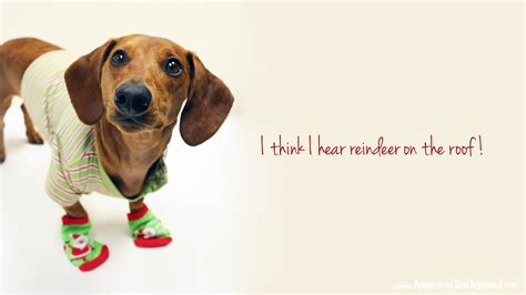 Weiner Dog Wallpaper (58+ images)