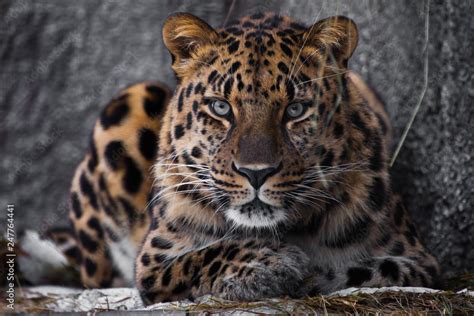 look brutal, lying Amur leopard, powerful motley big cat looks straight ...