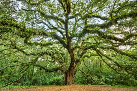 Lichgate Oak Tree at Lichgate on High Road, a Southern Live Oak ...