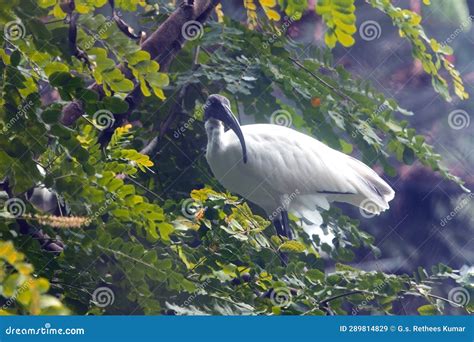 Great Indian Black-headed White Ibis Stock Image - Image of safari ...