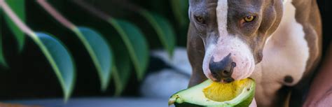 Can Dogs Eat Avocado? Everything You Need to Know - Bully Max