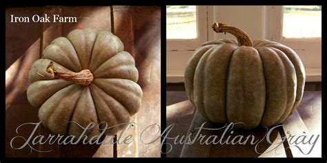 Iron Oak Farm: Jarrahdale Australian Gray Pumpkin