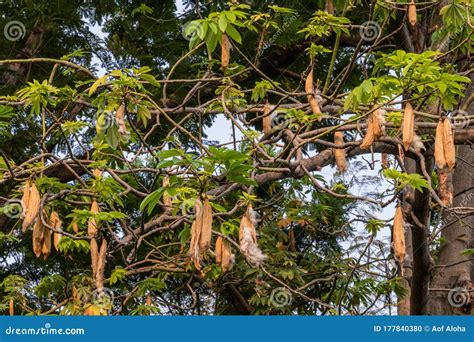 Kapok Tree and Ripe Fruit in a Garden.Also Known As the Java Cotton ...