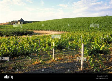 Ste chapelle winery hi-res stock photography and images - Alamy