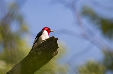 Melanerpes erythrocephalus (Red-headed woodpecker) - Michigan Natural ...