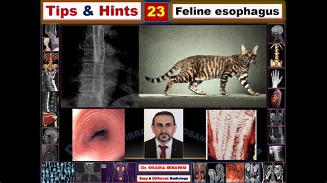 Feline esophagus (Tips & Hints 23) - YouTube