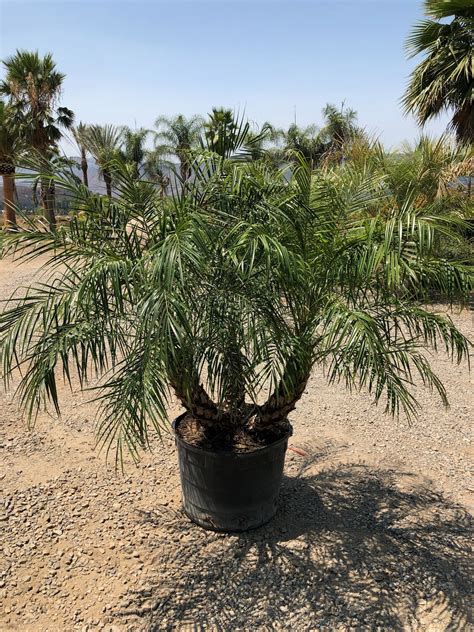 Gregory Palm Farms : PYGMY DATE PALMS WITH TRIPLE TRUNKS!! COME AND CHECK OUT OUR SPECIMEN PALMS ...