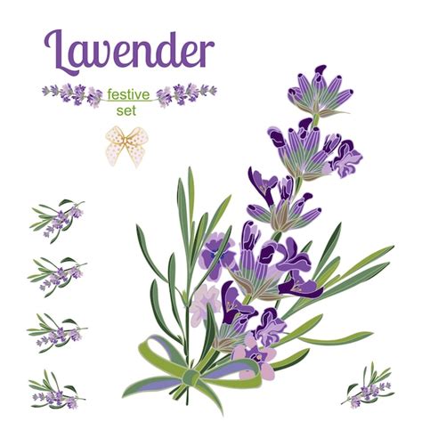 Premium Vector | Set festive border and elements with lavender flowers ...