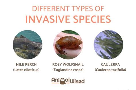 Invasive Species Definition And Examples, 45% OFF