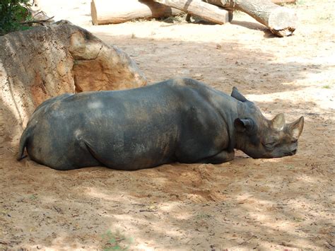 The Online Zoo - Black Rhinoceros