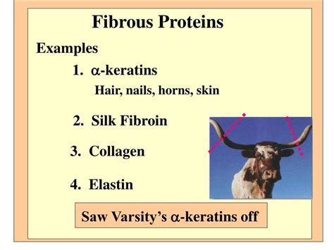 PPT - Fibrous Proteins PowerPoint Presentation, free download - ID:1800689