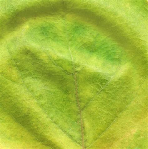 Premium Photo | Macro of autumn green tree leaf