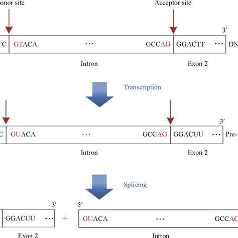 Illustration of the pre‐mRNA splicing procedure | Download Scientific Diagram