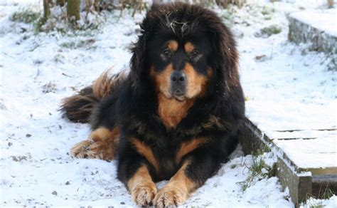 27 Exotic Dog Breeds We All Need In Our Life Right Now