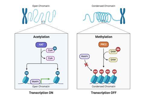 Epigenetics and Gene Expression | BioRender Science Templates