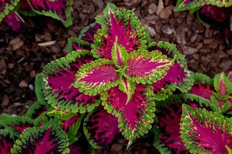 Coleus Plant Care & Growing Guide