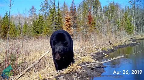 A year on a beaver dam: Video captures remarkable diversity of wildlife in one spot - Duluth ...