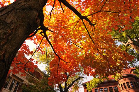 College Tours: Harvard University — LogicPrep Education