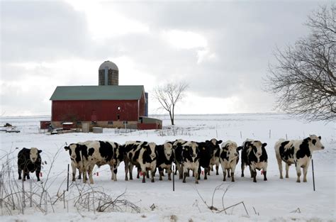 6 Things About Winter Cow Care That Will Surprise You - Connecticut Dairy