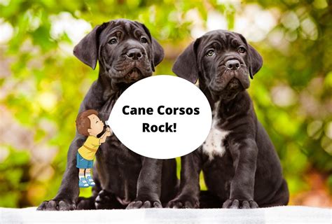 Cane Corso Growth Chart - Size Guide From Pup to Full-Grown | PawLeaks