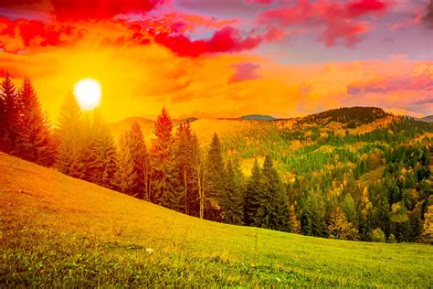 Download Mountain Tree Forest Nature Sunset 4k Ultra HD Wallpaper