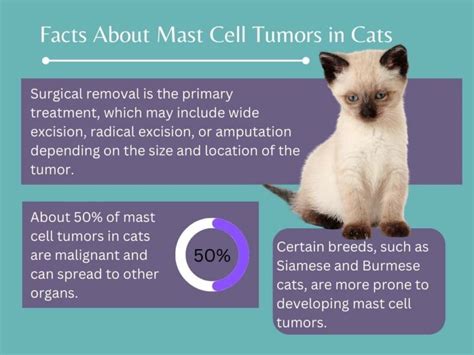 Mast Cell Tumor In Cats - Symptoms, Causes, And Treatment