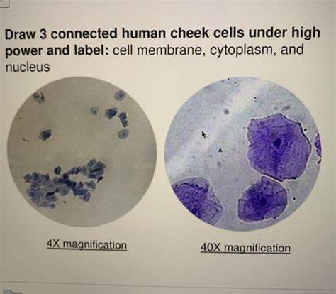 Solved Draw 3 connected human cheek cells under high power | Chegg.com